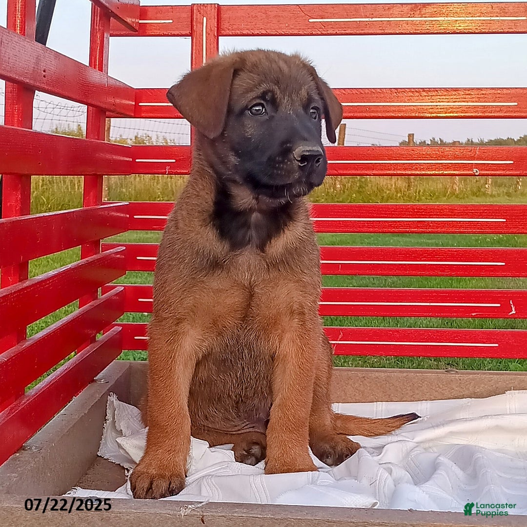 Belgian Malinois dogs for sale: James - Image 3