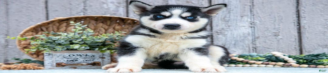 Timber