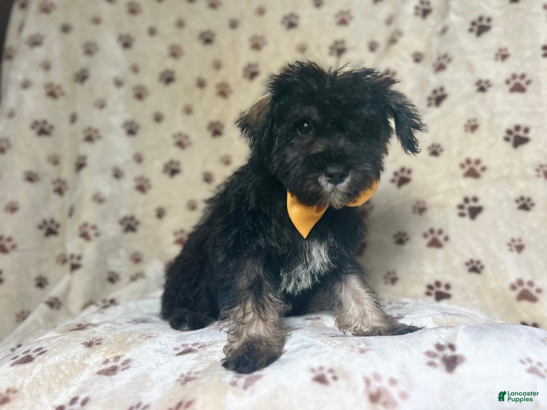 Miniature Schnauzer dogs for sale: Chaos - Image 4