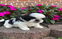 Shih Tzu dogs for sale: Ollie - Image 2