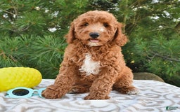 Mini Goldendoodle dogs for sale: Edger - Image 25