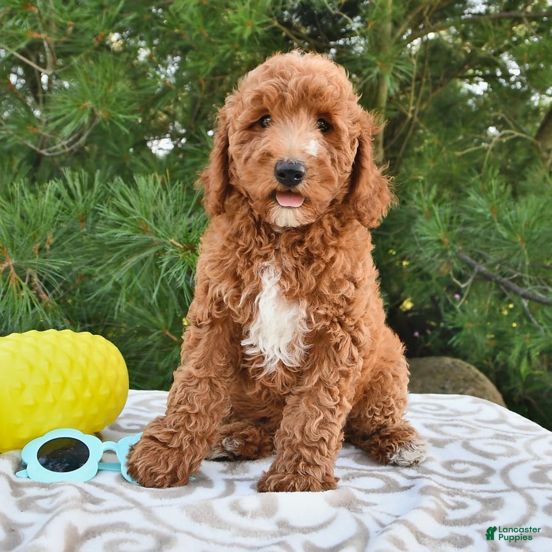 Mini Goldendoodle dogs for sale: Edger - Image 25