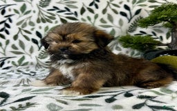 Shorkie dogs for sale: Sammy J - Image 2