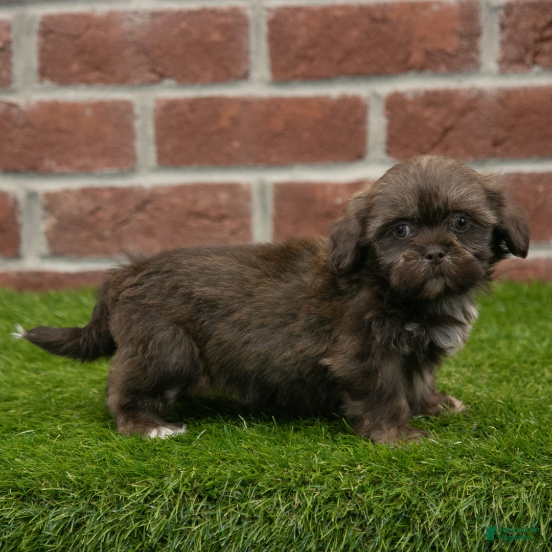 Shih Tzu dogs for sale: Lacey - Image 10