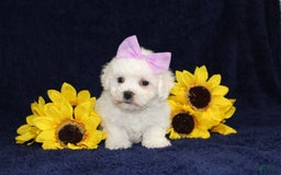 Bichon Frise dogs for sale: Unicorn - Image 2