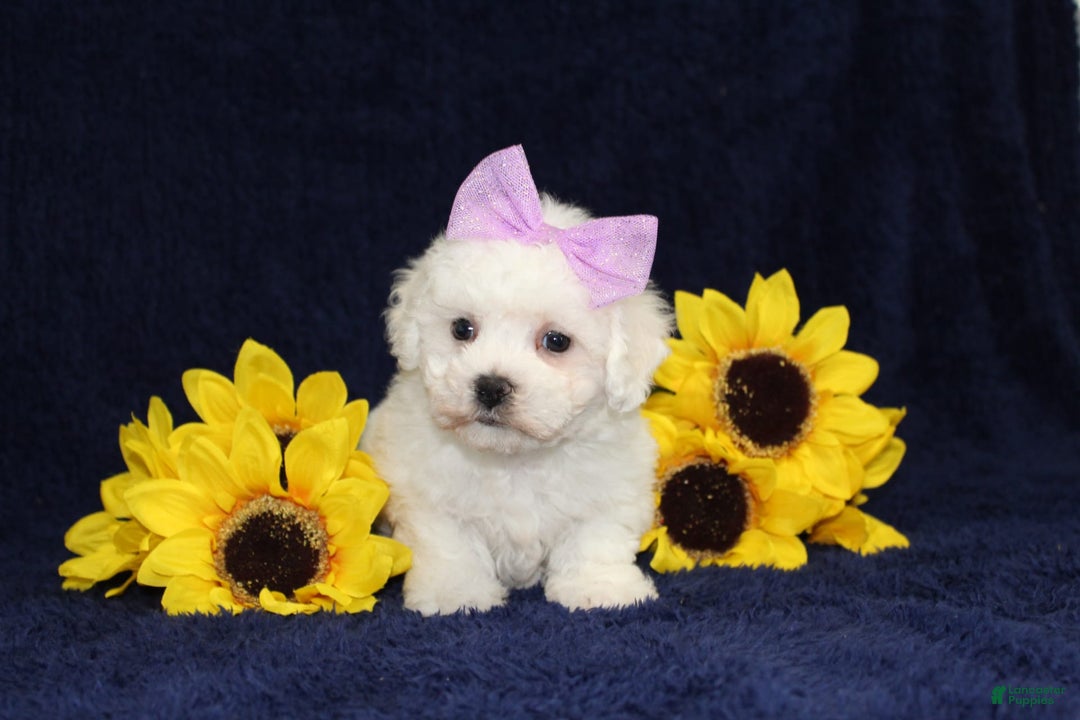 Bichon Frise dogs for sale: Unicorn - Image 2