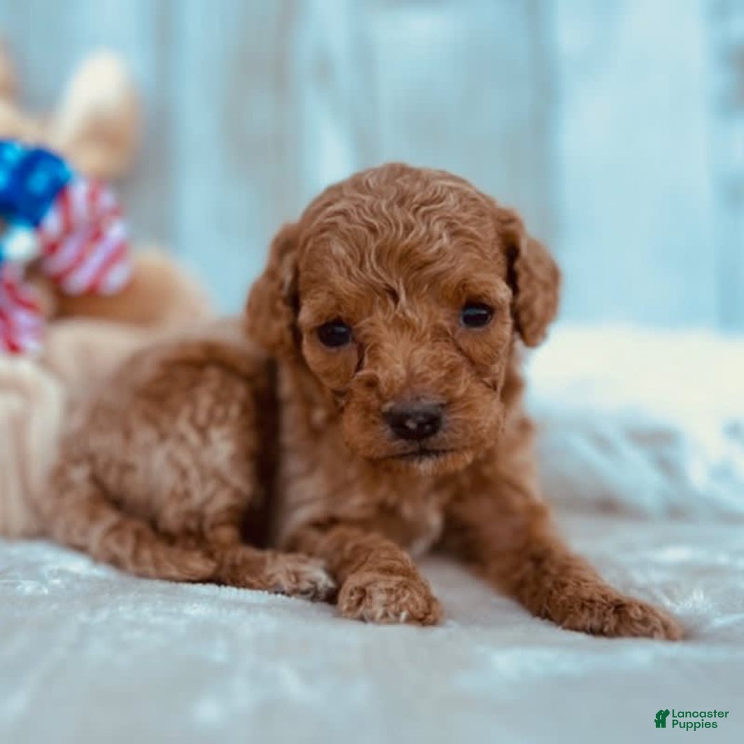 Mini Goldendoodle dogs for sale: Minnie Mini F1b - Image 1