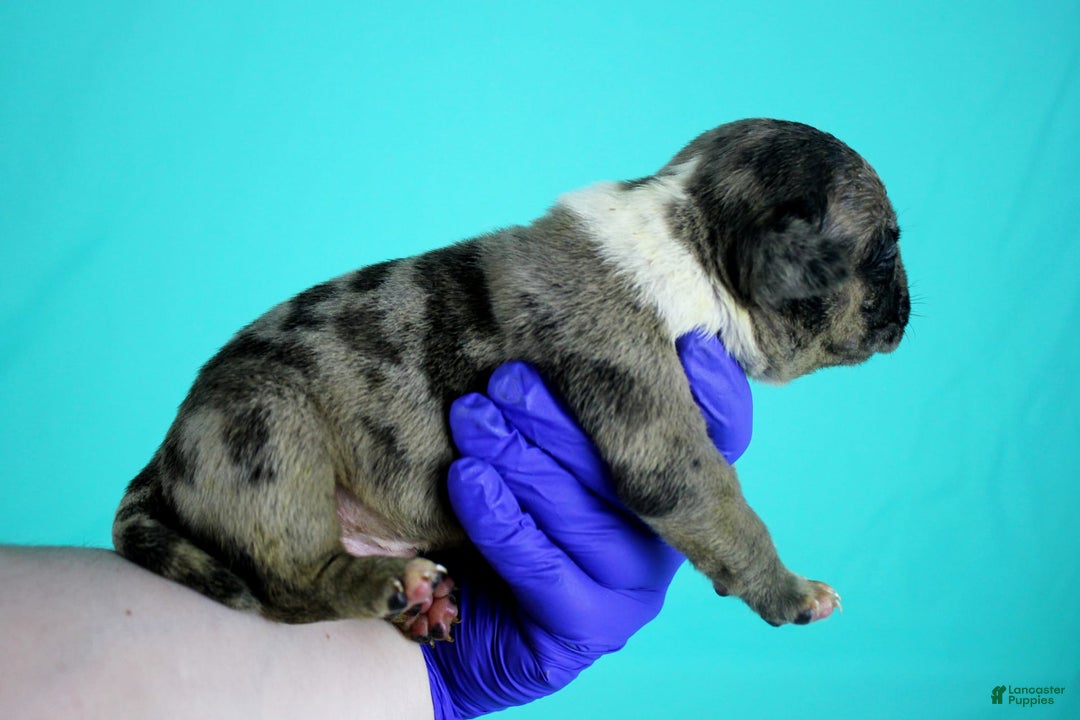 American Bully dogs for sale: Black Brindle Merle Male - Image 2