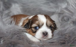 Shih Tzu dogs for sale: Anya Boy 3 - Image 1