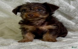 Yorkiepoo dogs for sale: Hershey - Image 4
