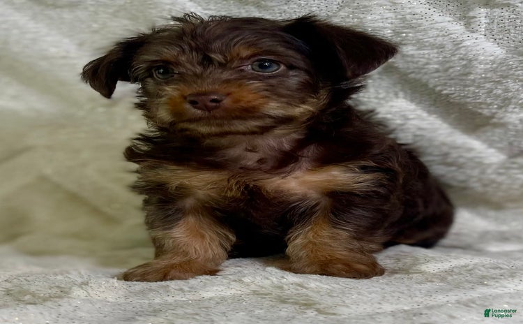 Yorkiepoo dogs for sale - Ad 1