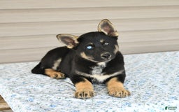 Gerberian Shepsky dogs for sale: Jasmine - Image 1