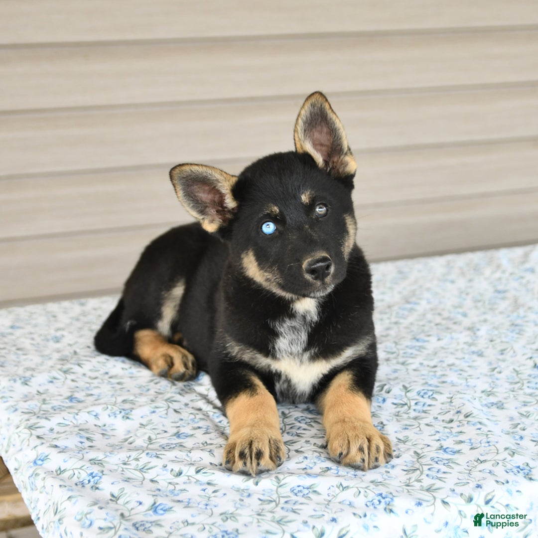 Gerberian Shepsky dogs for sale: Jasmine - Image 1