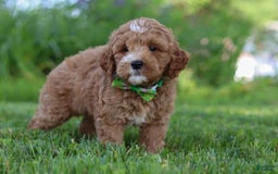 Mini Goldendoodle dogs for sale: Yellow Collar - Image 5