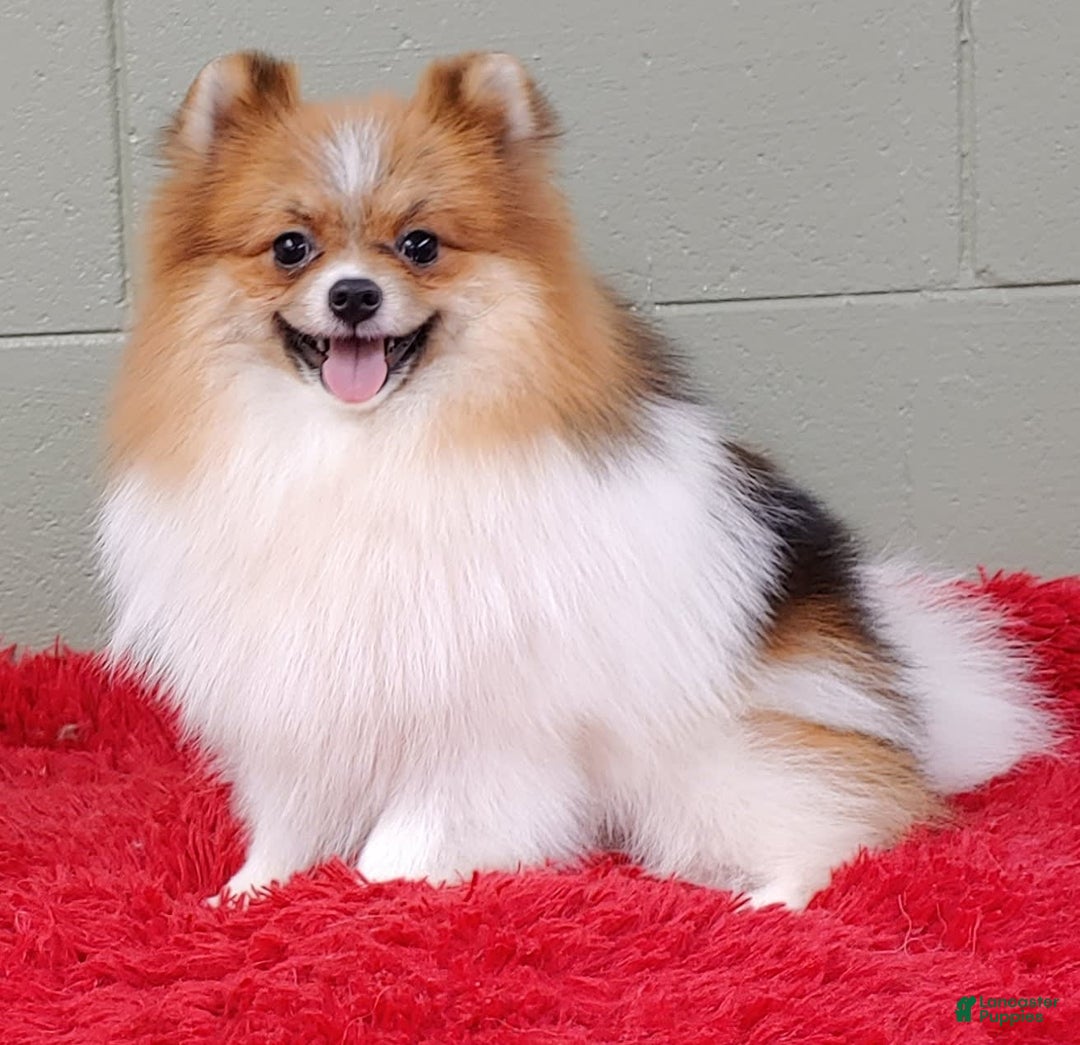 Pomeranian dogs for sale: Clark - Image 4