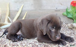 Labrador Retriever dogs for sale: Remington - Image 7