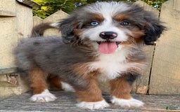 Mini Bernedoodle dogs for sale: 💛 In Boston Massachusetts 💛 One Blue Eye 💛 Mini Bernedoodle 💛 - Image 1