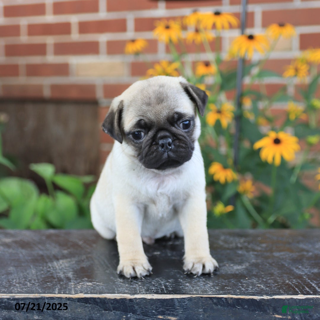 Pug dogs for sale: Button - Image 1