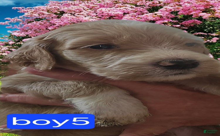 Goldendoodle dogs for sale - Ad 5