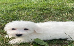 Bichon Frise dogs for sale: Bruno - Image 2