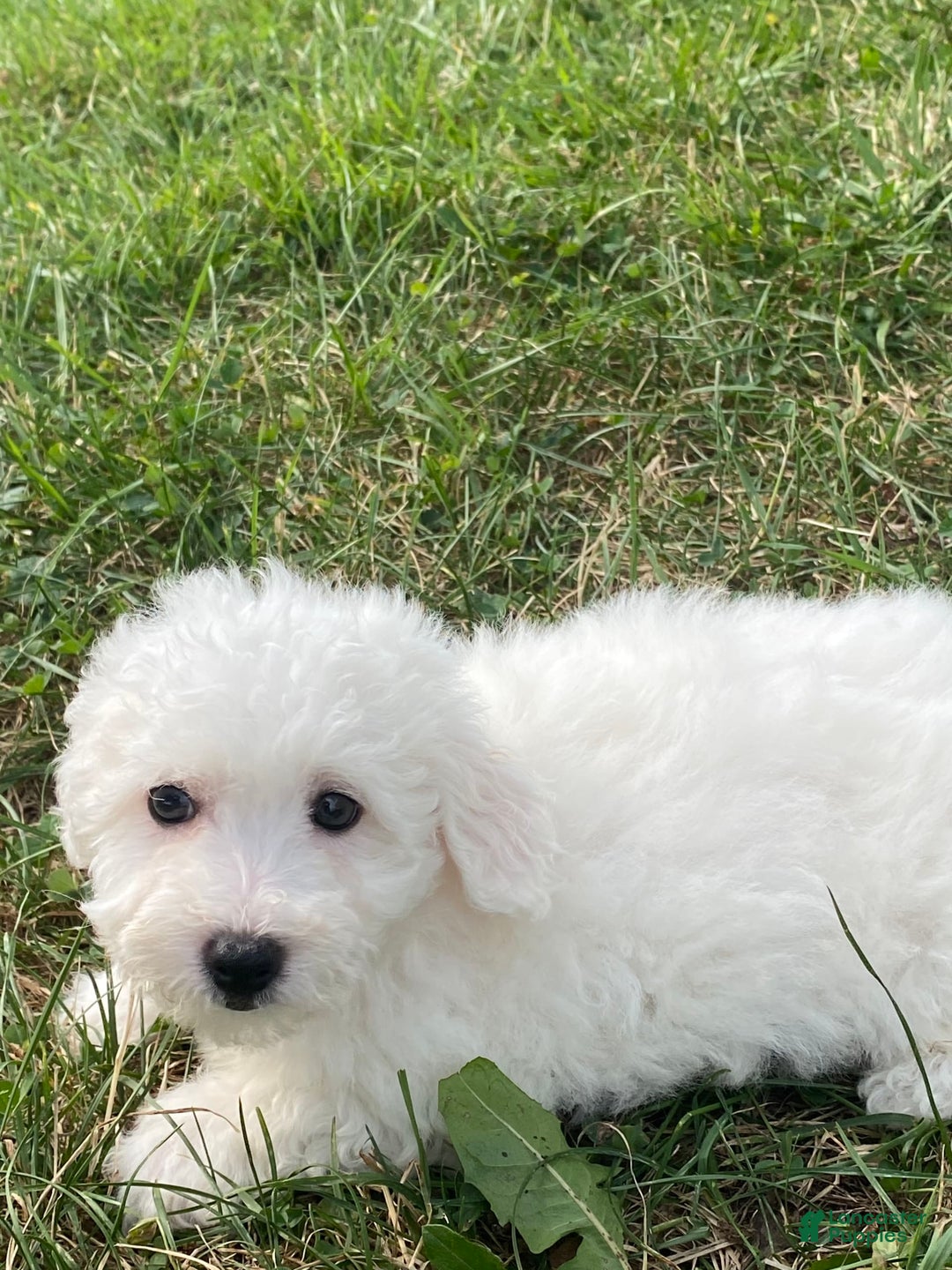 Bichon Frise dogs for sale: Bruno - Image 2