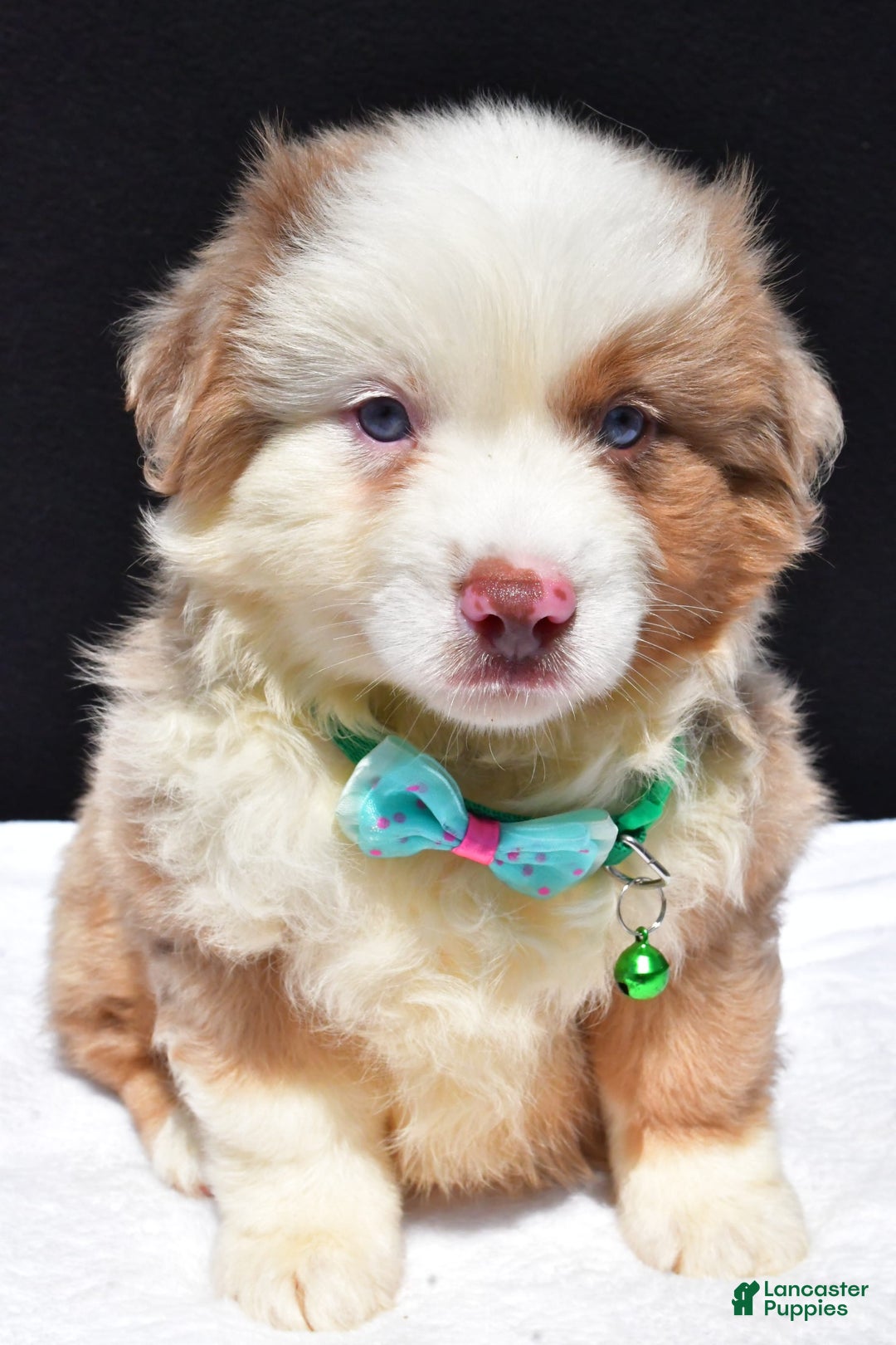 Miniature Australian Shepherd dogs for sale: Jamie - Image 10