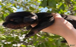 Doberman Pinscher dogs for sale: Grey Collar - Image 6