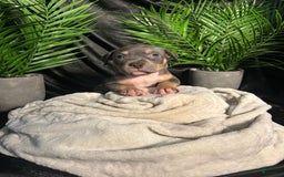 American Bully dogs for sale: Boots - Image 11