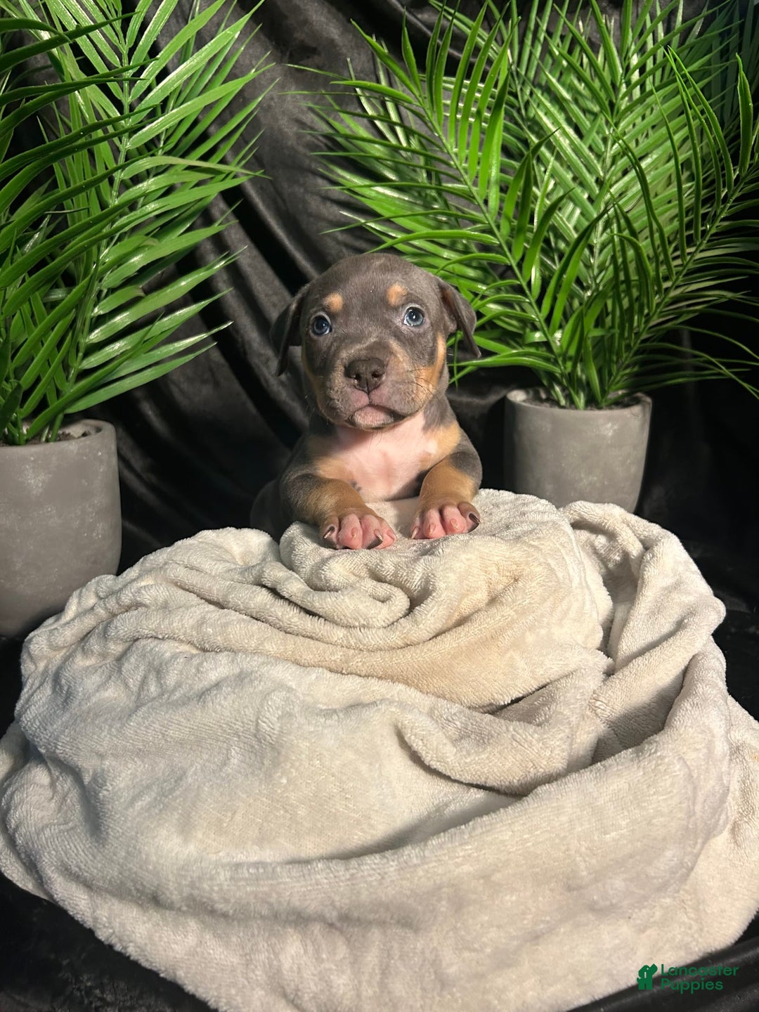 American Bully dogs for sale: Boots - Image 11
