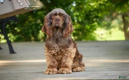 Cocker Spaniel dogs for sale: Beckham - Image 34