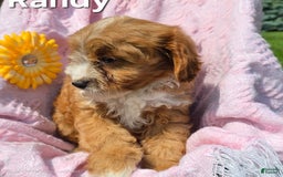 Cavapoo dogs for sale: Randy - Image 1