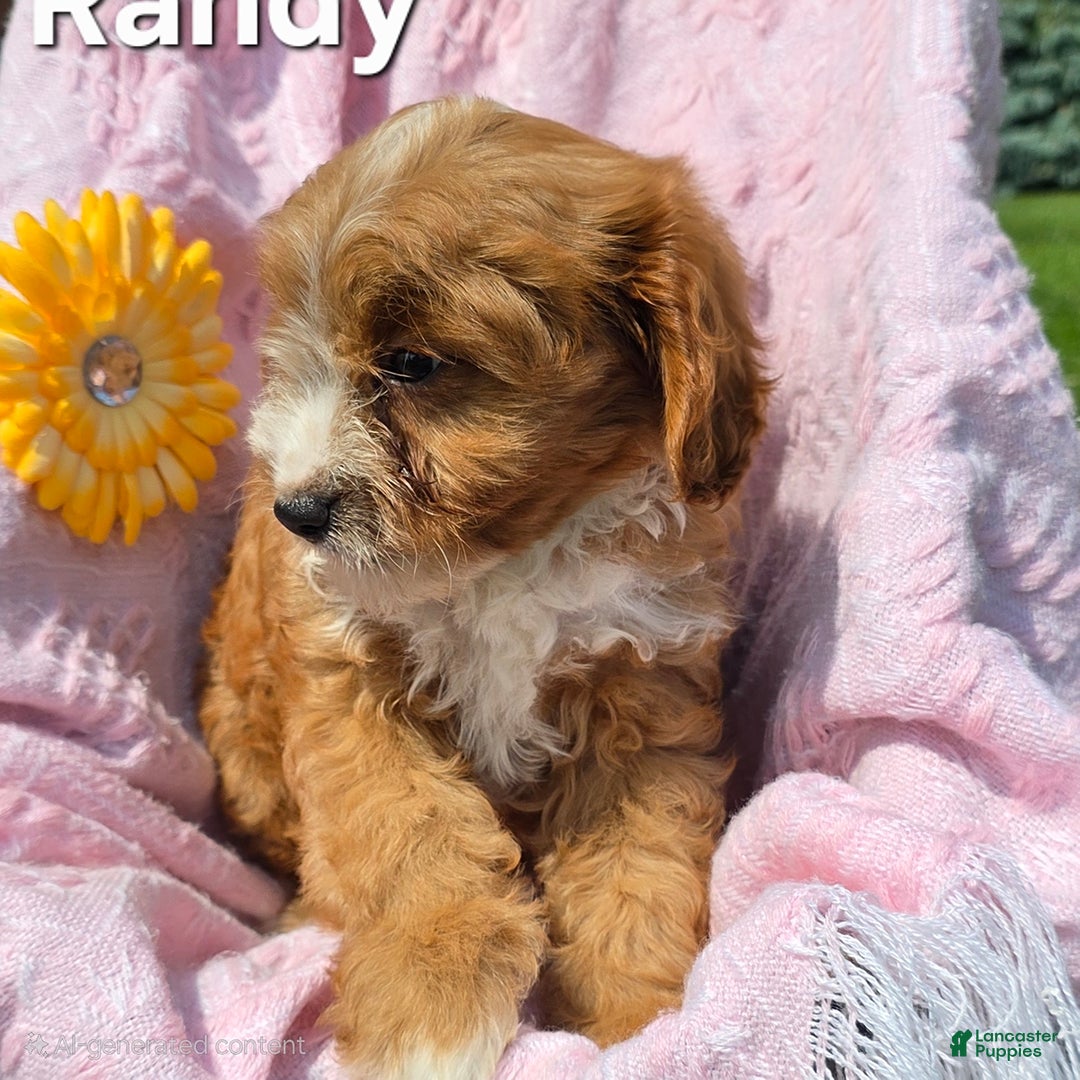 Cavapoo dogs for sale: Randy - Image 1