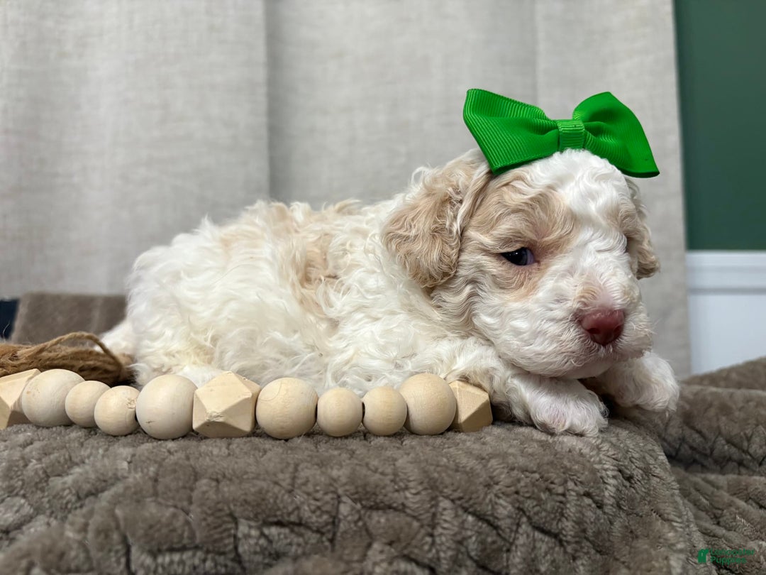 Cavapoo dogs for sale: Biscotti - Image 4