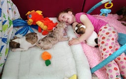 French Bulldog dogs for sale: Odin Akc - Image 9