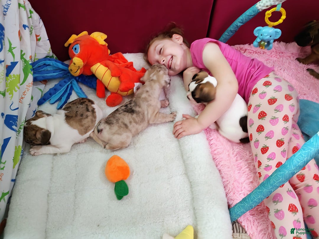French Bulldog dogs for sale: Odin Akc - Image 9