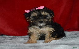 Morkie dogs for sale: Millie Mae - Image 1
