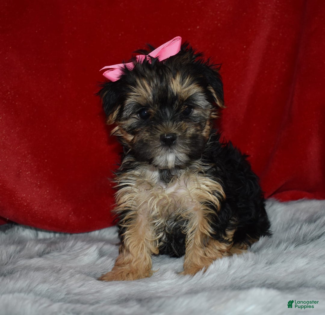 Morkie dogs for sale: Millie Mae - Image 1