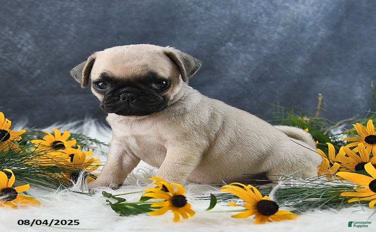 Pug dogs for sale - Ad 2