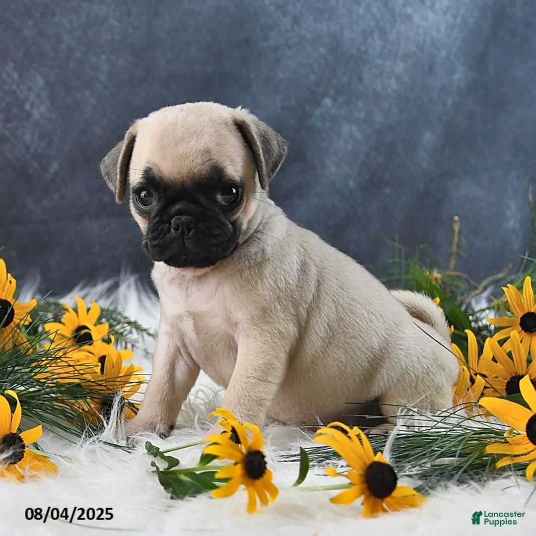 Pug dogs for sale: Tammy - Image 1