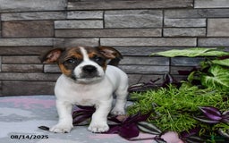 Jack Russell Terrier dogs for sale: Tony - Image 1