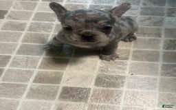 French Bulldog dogs for sale: Gonzo - Image 3