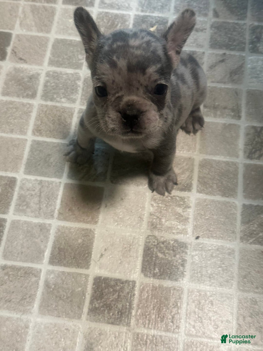 French Bulldog dogs for sale: Gonzo - Image 3