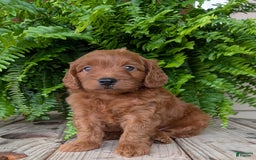 Mini Goldendoodle dogs for sale: Mini-logan - Image 1