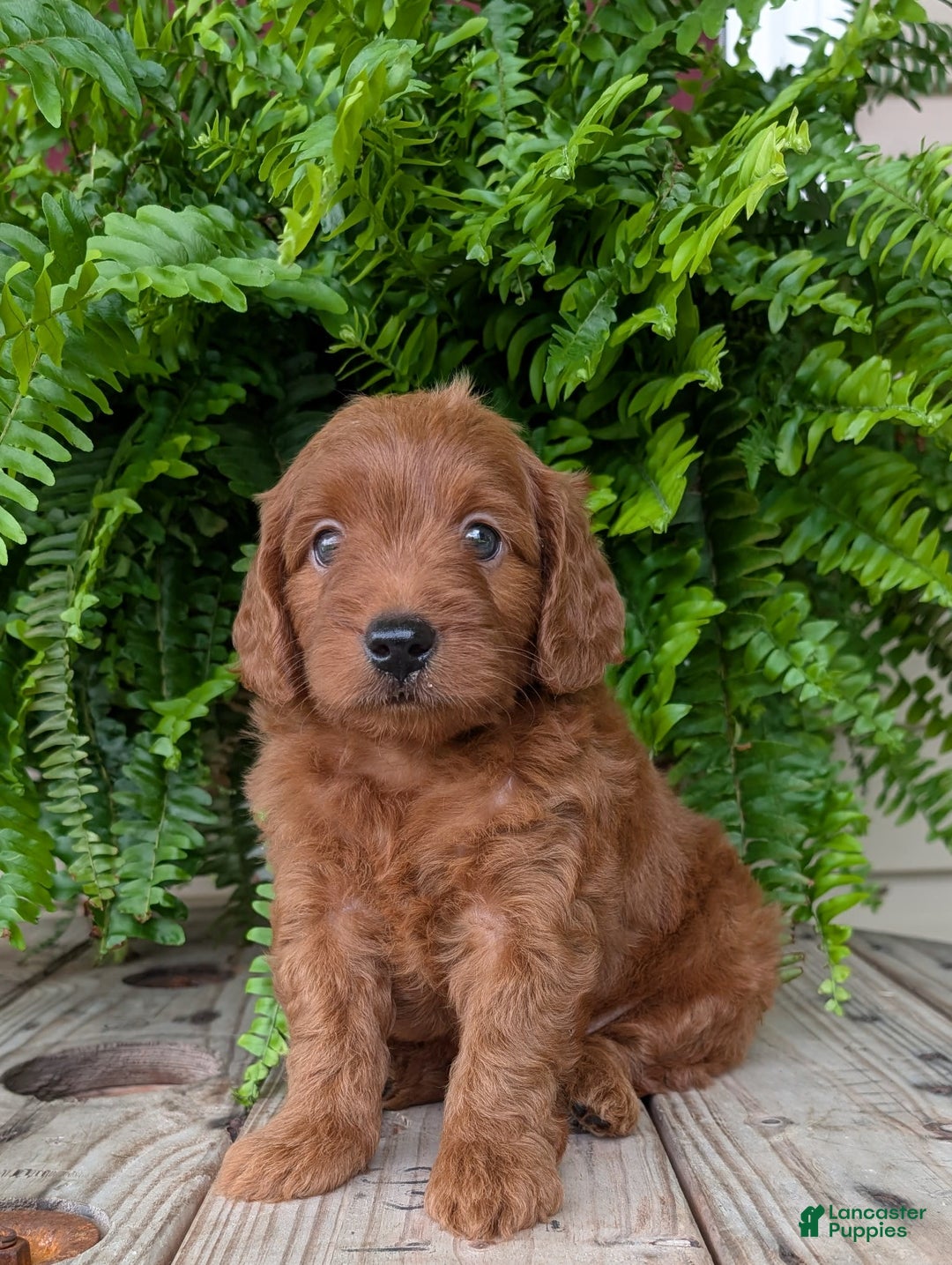 Mini Goldendoodle dogs for sale: Mini-logan - Image 1