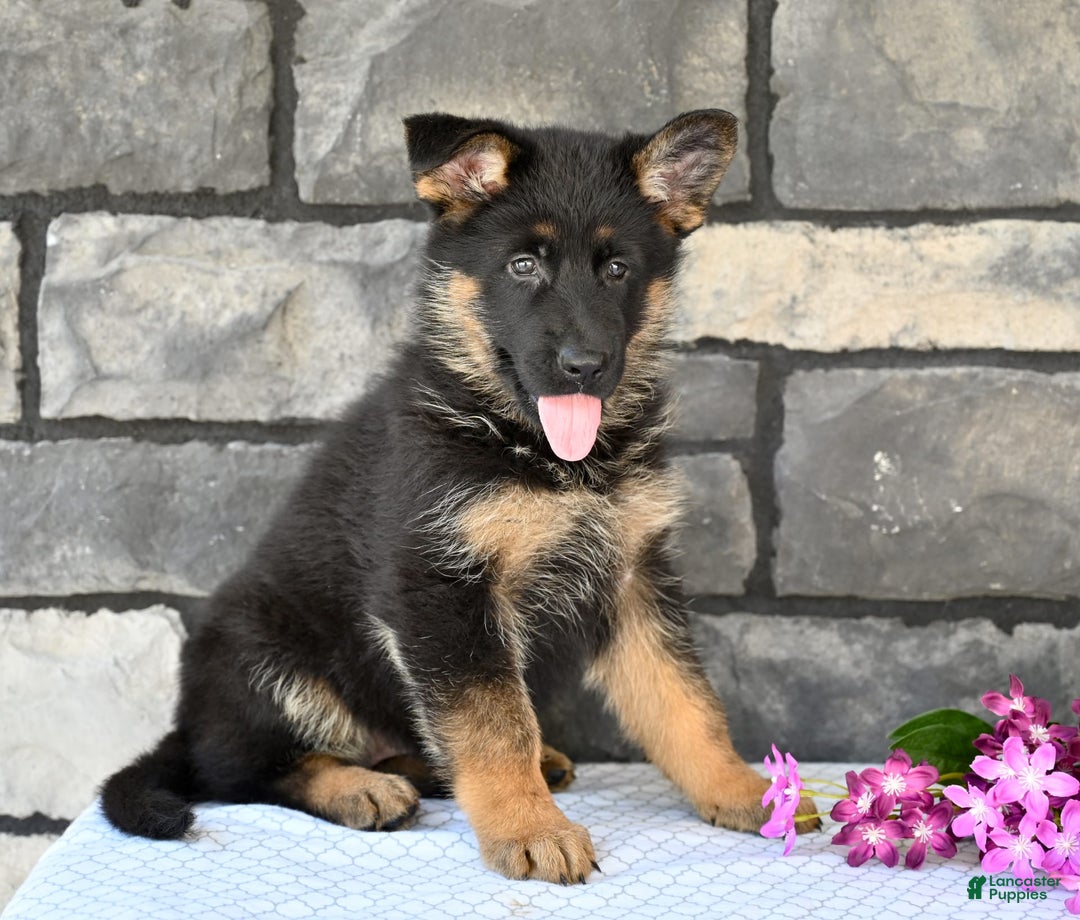 German Shepherd dogs for sale: Beauty - Image 6