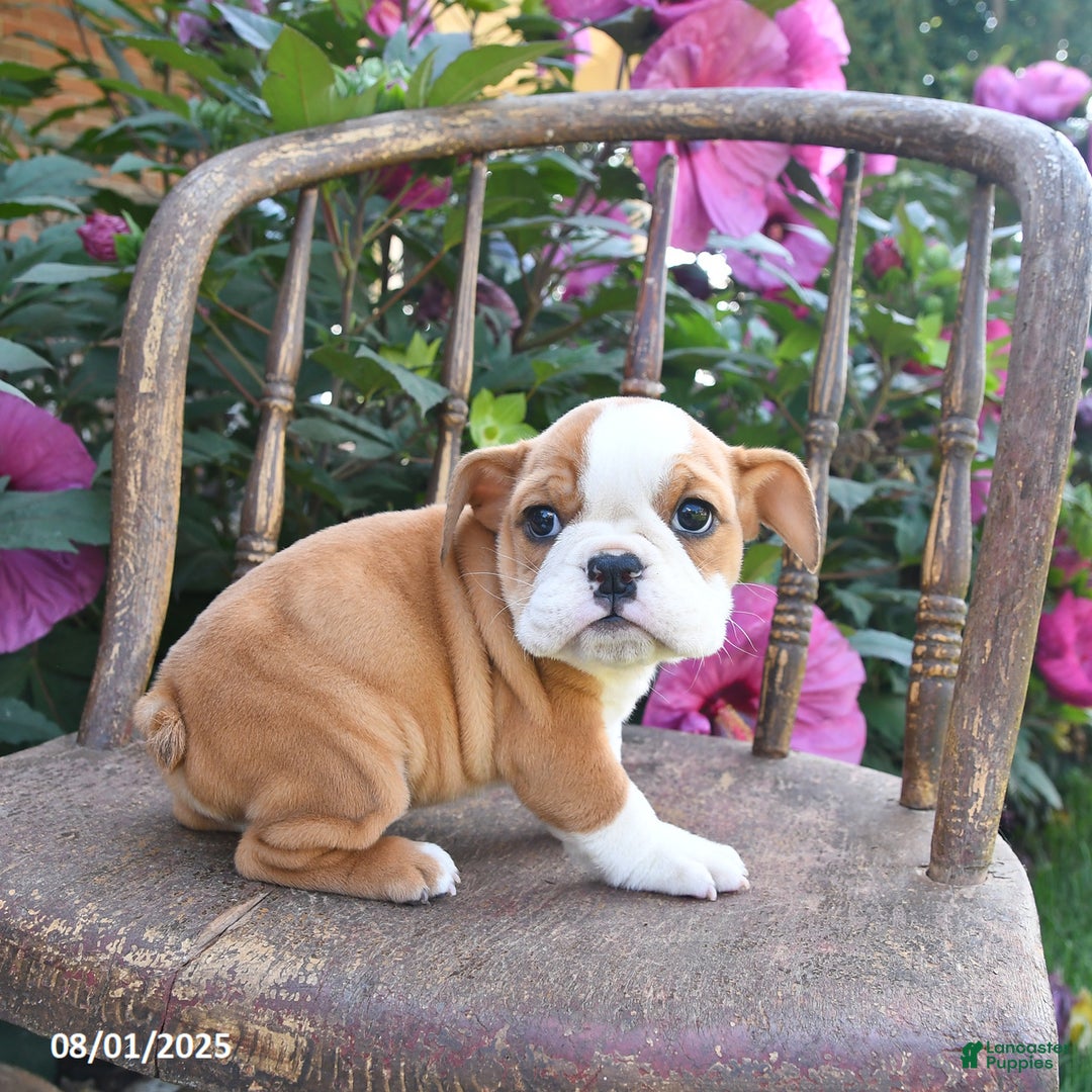 English Bulldog dogs for sale: Bella - Image 1
