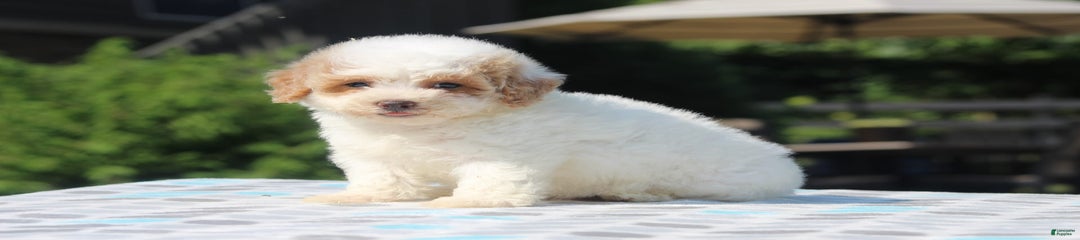 Oscar