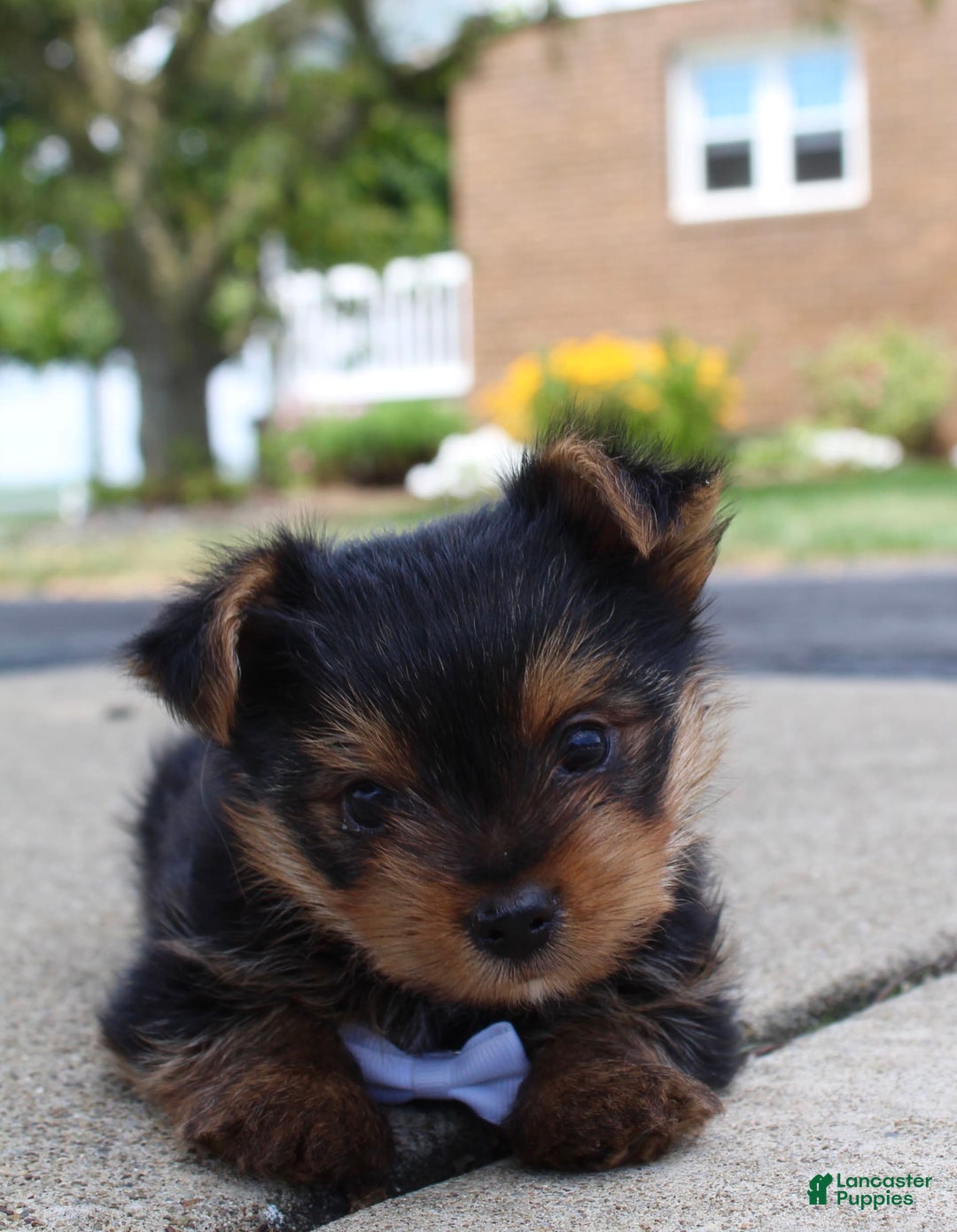 Yorkshire Terrier dogs for sale: Koda - Image 2