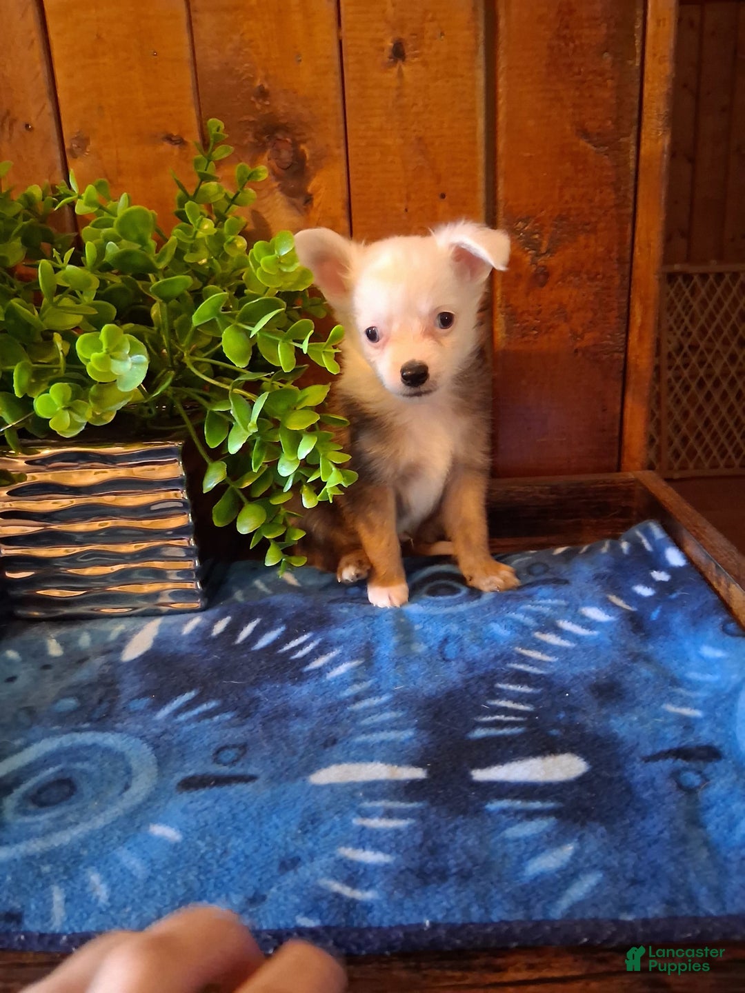 Chinese Crested dogs for sale: Bear - Image 4