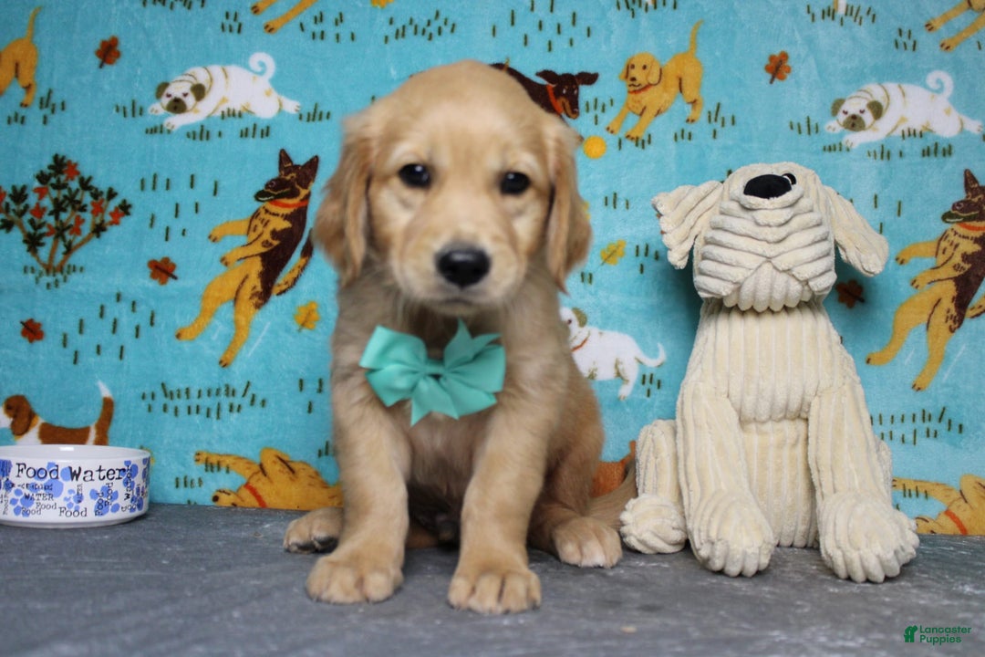 Golden Retriever dogs for sale: Sammy - Image 2
